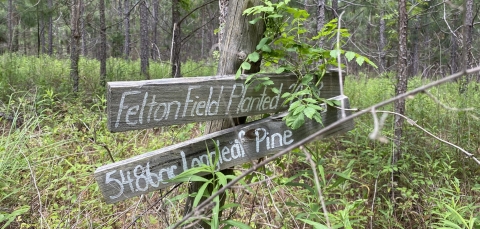 A wooden sign nailed to a tree in the woods that reads Felton Field Planted.