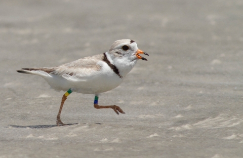 a banded piping plover walks along a beach