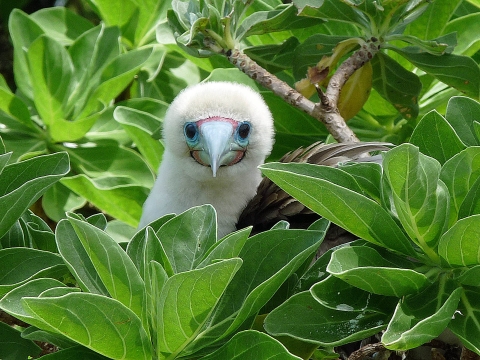 A red-footed booby pokes its head out from green bushes