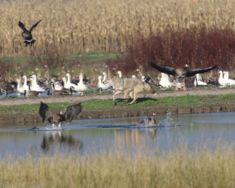 A coyote running through wetlands with dark and white geese in the water.