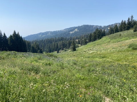 A meadow with hills in the background