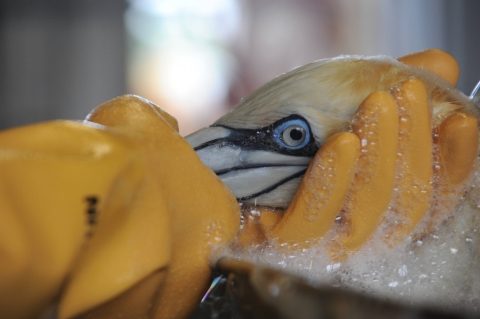 a northern gannet handled with gloved hands is washed with soap