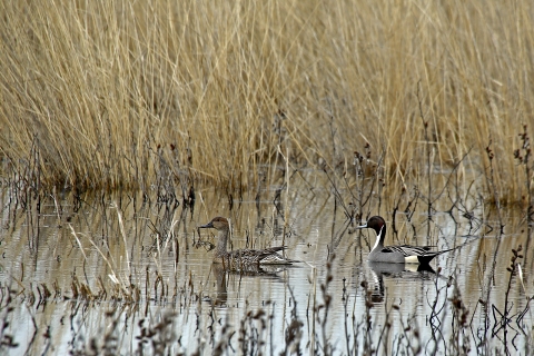 Male and female northern pintail pair in a wetland