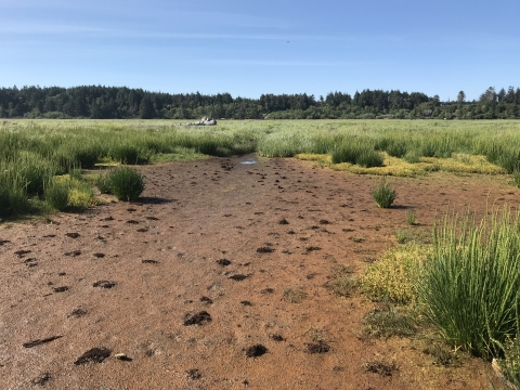 Pools in the Ni-les'tun Marsh