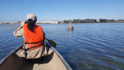 Person wearing bright orange personal flotation device paddling boat during high tide on the estuary. 