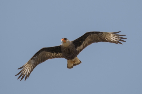 An image of a crested caracara in flight.