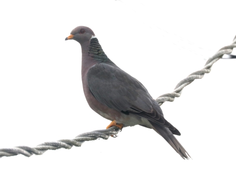 Band-tailed pigeon