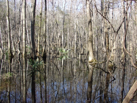 Flooded bottomland area with cypress and dwarf palmetto at E.F.H. ACE Basin NWR.. 