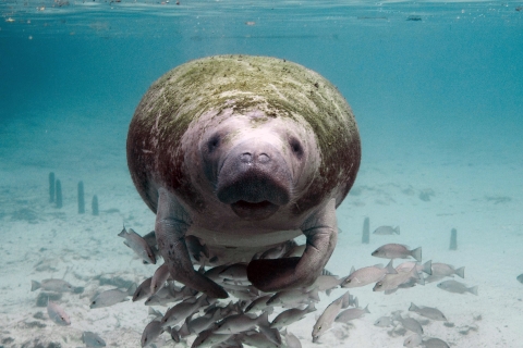 Florida manatee swims in shallow water toward camera.