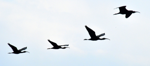 White-faced Ibis Silhouette