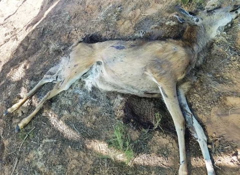 A mule deer carcass lays on the ground.