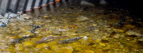salmon migrating through a corrugated culvert with a natural channel 