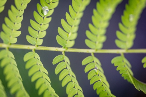 Close-up photo of Serianthes nelsonii