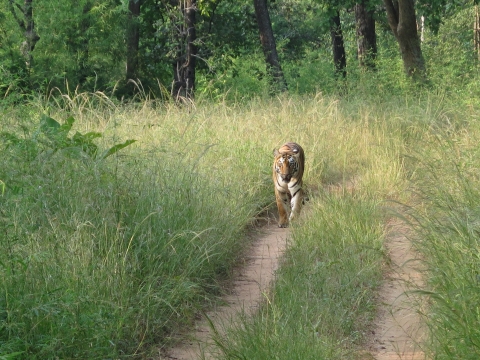 A tiger walks along a dirt road through tall grasses with forest in background