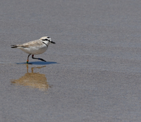 Western snowy plover