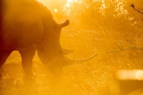 White rhinoceros in sunset