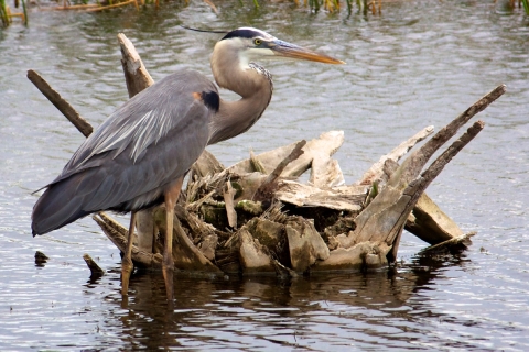 Standing in a serene water stream, next to a driftwood pile, is a large bird, with a slate-gray body, chestnut and black accents, and very long legs and an "S"-shaped neck.