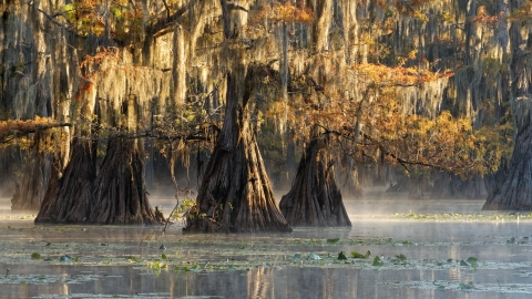 large cypress trees in a lake 