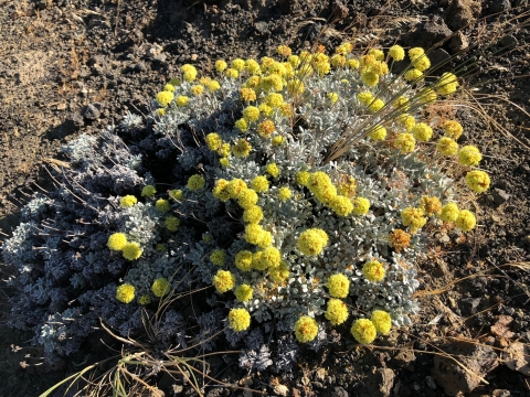 Umtanum desert buckwheat plant with yellow flowers