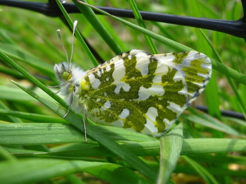 Green and white island marble butterfly on a blade of grass