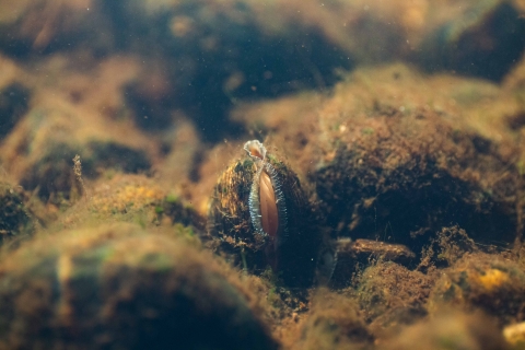 A freshwater mussel on a stream bottom