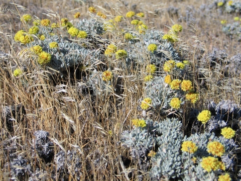 Umtanum desert buckwheat plant with yellow flowers