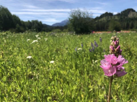 Pink flowers of Wenatchee Mountains checker-mallow
