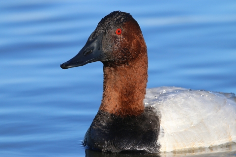 An image of a male canvasback duck swimming.