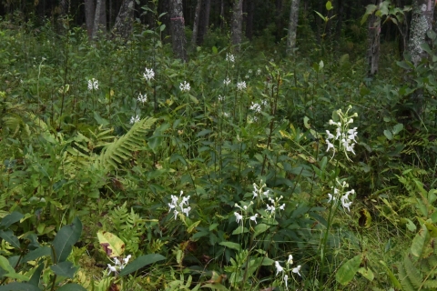 White orchids in a green field of wild plants.