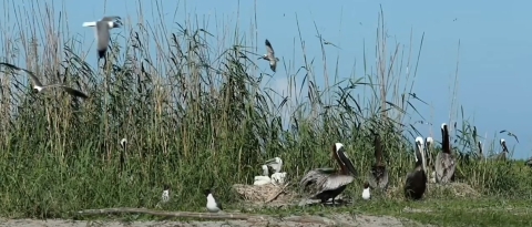 Breton Island Pelicans