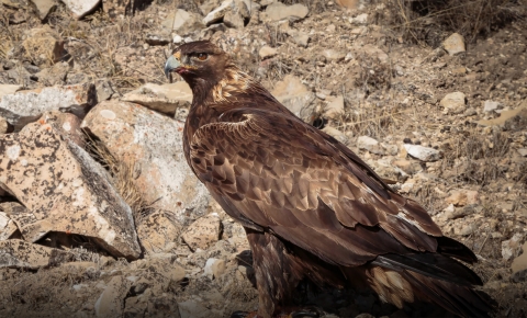 A Golden eagle stands in front of rocks. 