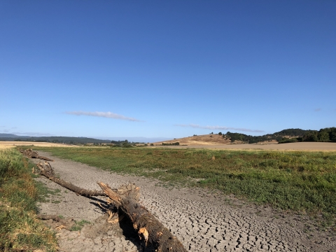 tree trunk, branches lies across path in dirt