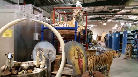 rows of seized wildlife products