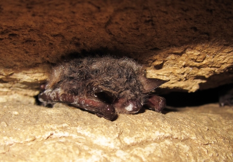 A bat with white fungus on its nose and wings rests on a rock ledge