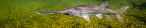 A lone paddlefish swimming. 