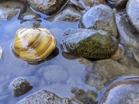 Sheepnose (left) and Rabbitsfoot, Walhonding River, Ohio