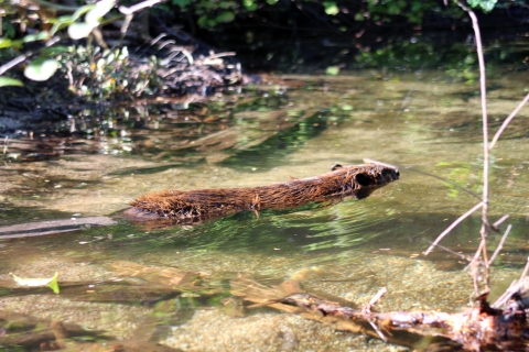 A beaver swims in a pond.