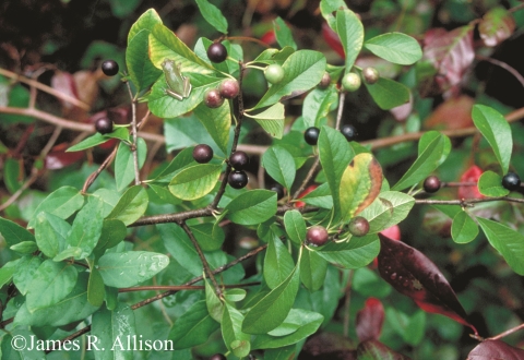 A green leafy shrub with purplish-black berries.