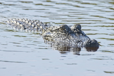 Alligator appear above water