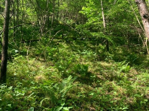 Wooded mountain side property of Erwin National Fish Hatchery