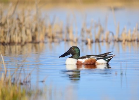 Duck on calm water.