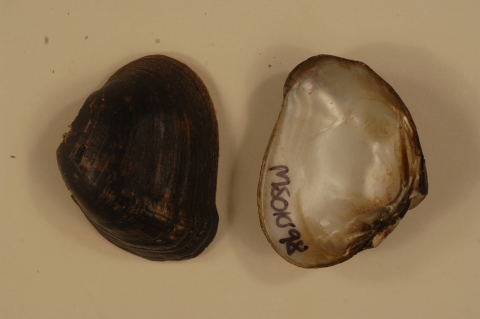 An open southern combshell with both parts separated and tag by a written ID.