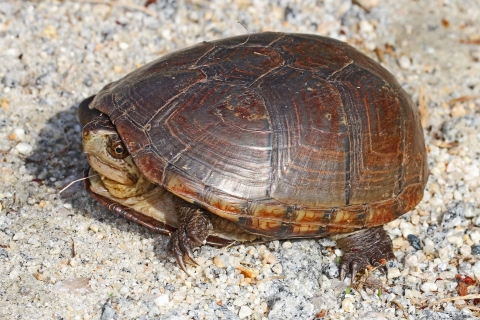 Eastern mud turtle with head partially retreat in it's shell