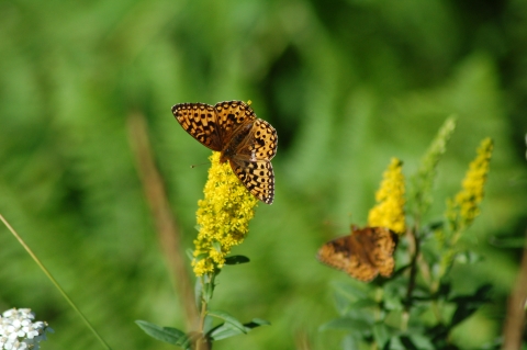 Oregon Silverspot Butterfly 