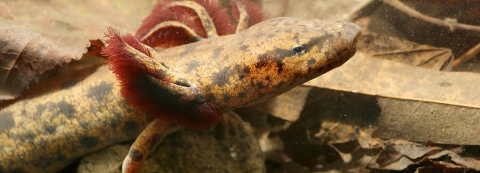 Partial view- head, upper torso, and right forelimb - of a salamander underwater standing on a rock with leaves and other debris in the background.