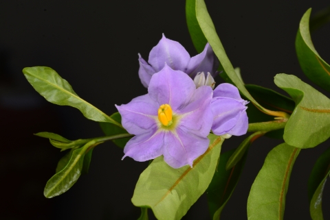 Light purple, five-petal flowers with yellow center on a branch with green leaves.