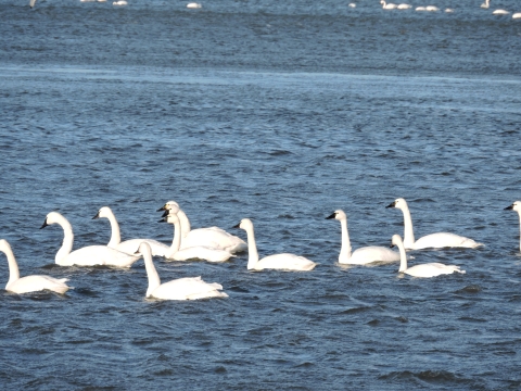 Group of 10 tundra swans swimming on blue rippled water at Eastern Neck NWR.