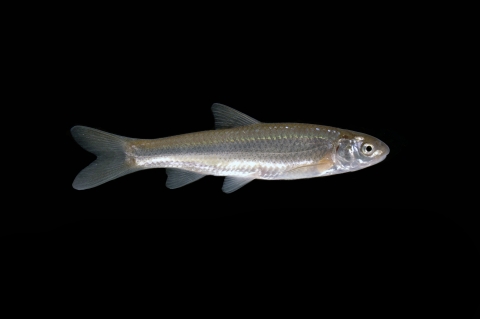 a silver fish on a black background
