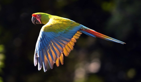 Great green macaw in flight.