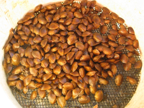 Atlantic pigote mussels on a mettal mesh